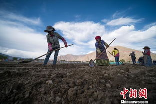 西藏高原特色产业发展